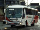 Rouxinol 435 na cidade de Belo Horizonte, Minas Gerais, Brasil, por Adão Raimundo Marcelino. Número da foto: #2940273.
