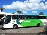 Pássaro Verde 27017 na cidade de Ouro Preto, Minas Gerais, Brasil, por César Natividade. Número da foto: #:id.