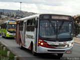Rouxinol 404 na cidade de Belo Horizonte, Minas Gerais, Brasil, por Adão Raimundo Marcelino. Número da foto: #2716296.