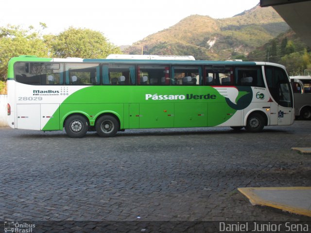 Pássaro Verde 28029 na cidade de Ouro Preto, Minas Gerais, Brasil, por Daniel Junior Sena. ID da foto: 2806060.